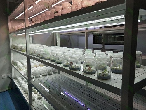 榕城植物组织培养实验室设计建设方案